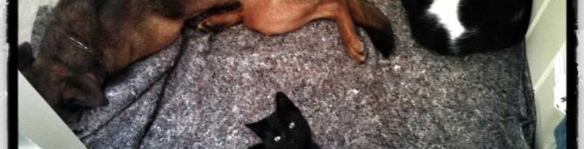 Sunnyside White Swiss Shepherds / Clarksville VA /