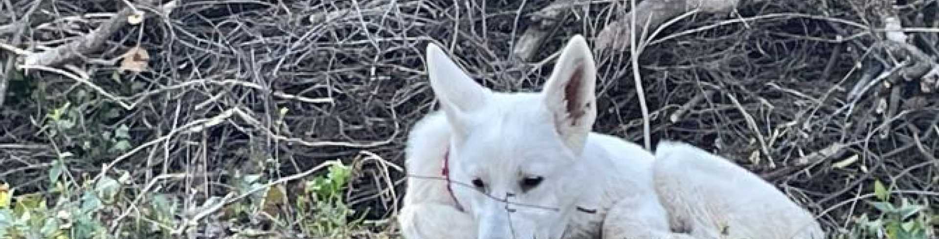 Sunnyside White Swiss Shepherds / Clarksville VA /