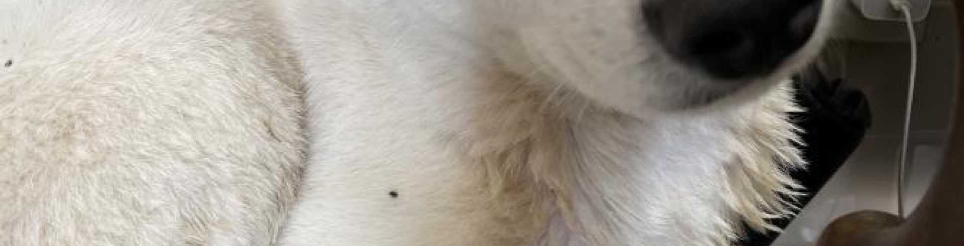 Sunnyside White Swiss Shepherds / Clarksville VA /