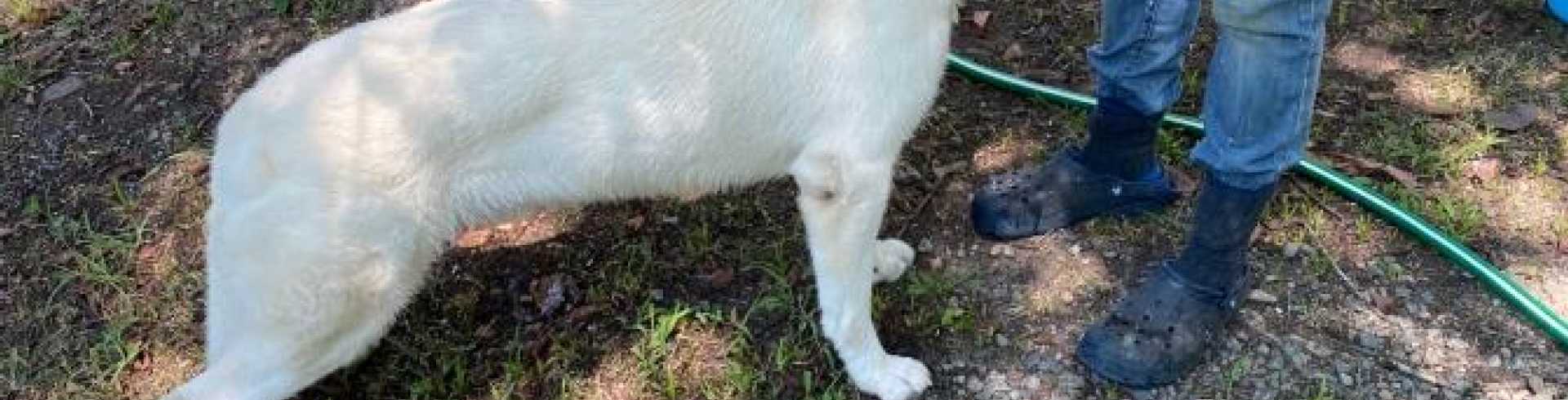 Sunnyside White Swiss Shepherds / Clarksville VA /