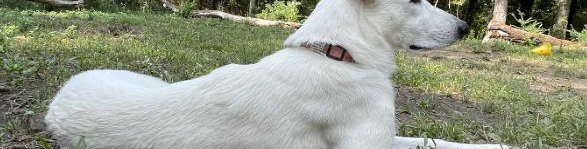 Sunnyside White Swiss Shepherds / Clarksville VA /