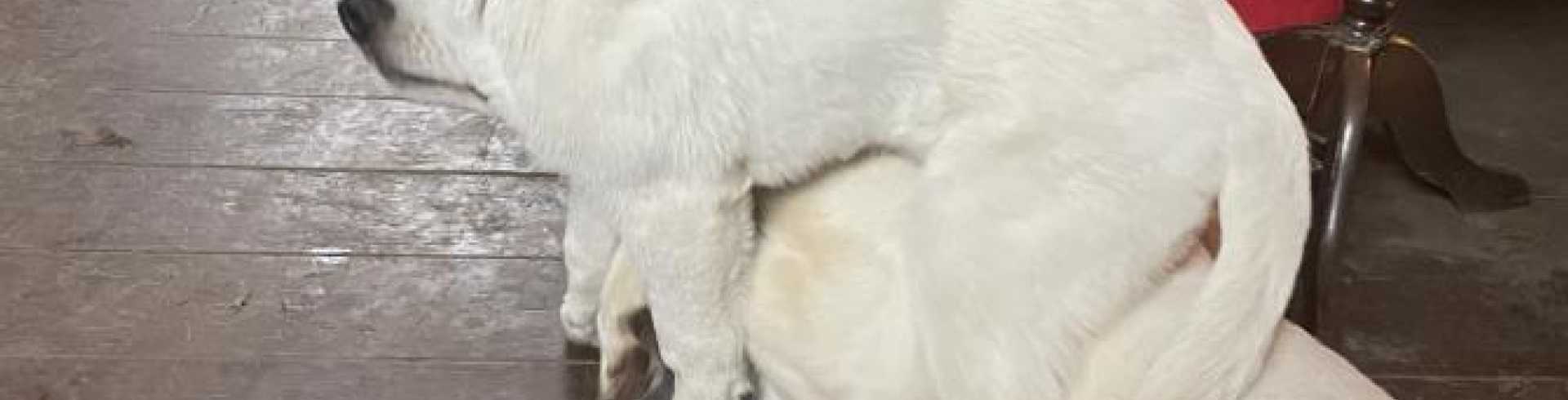 Sunnyside White Swiss Shepherds / Clarksville VA /