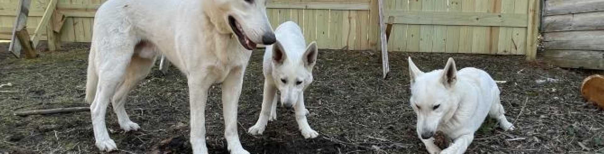 Sunnyside White Swiss Shepherds / Clarksville VA /