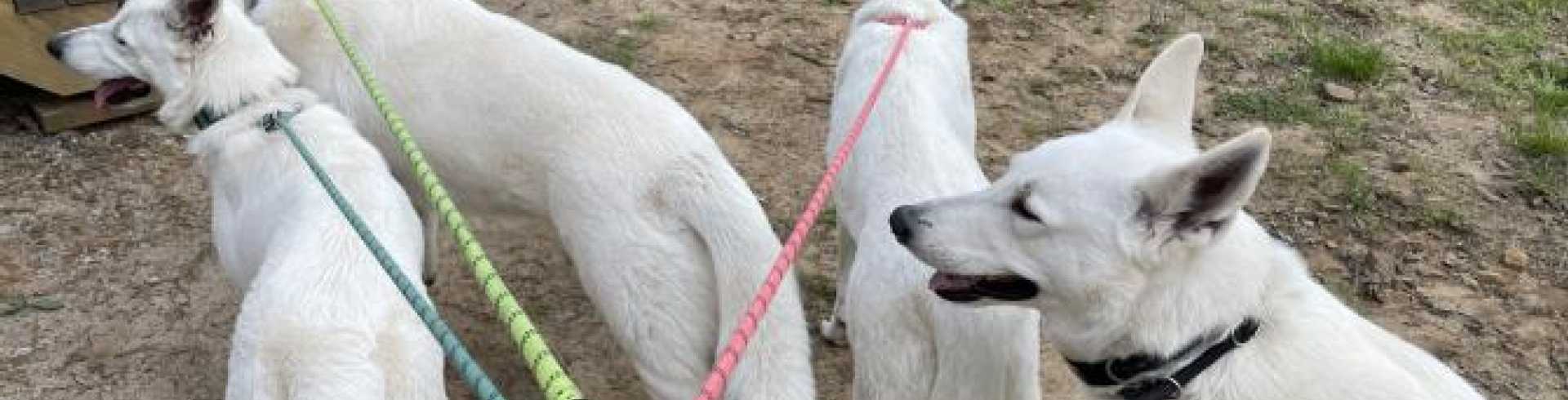 Sunnyside White Swiss Shepherds / Clarksville VA /