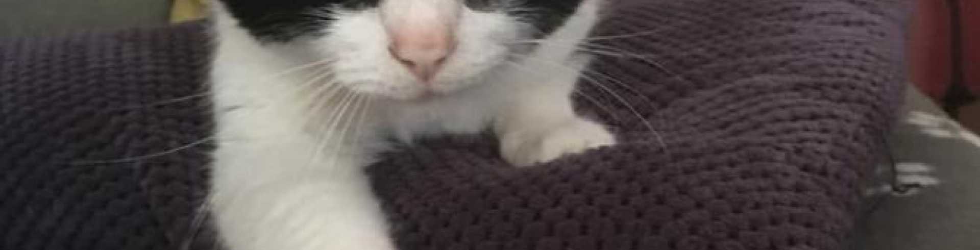 Sunnyside White Swiss Shepherds / Clarksville VA /