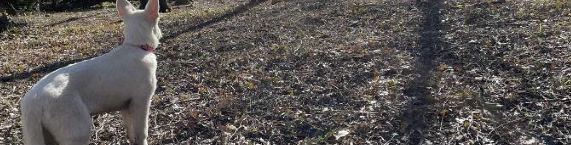 Sunnyside White Swiss Shepherds / Clarksville VA /