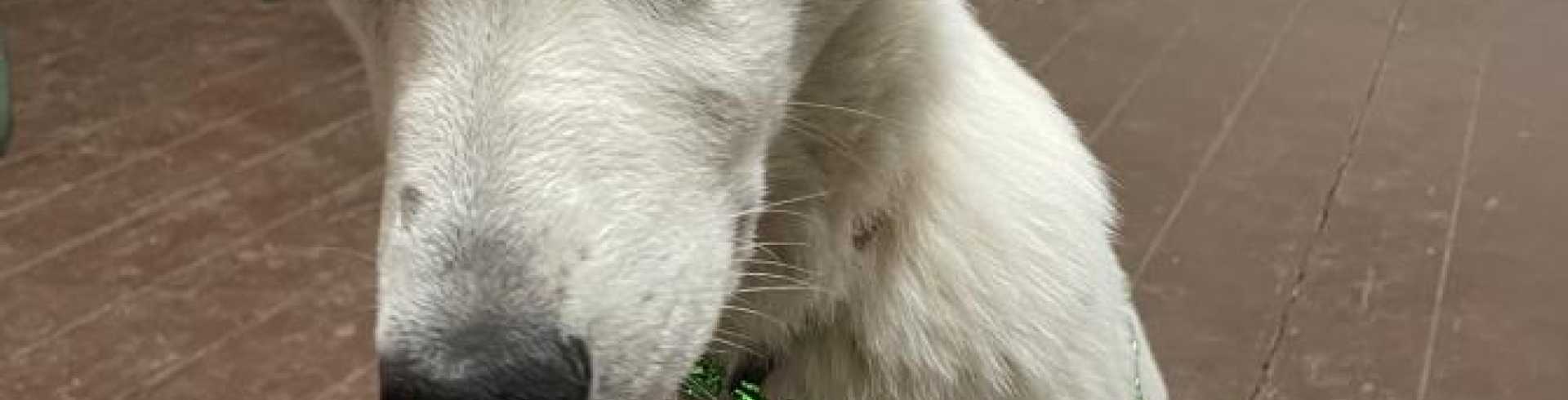 Sunnyside White Swiss Shepherds / Clarksville VA /