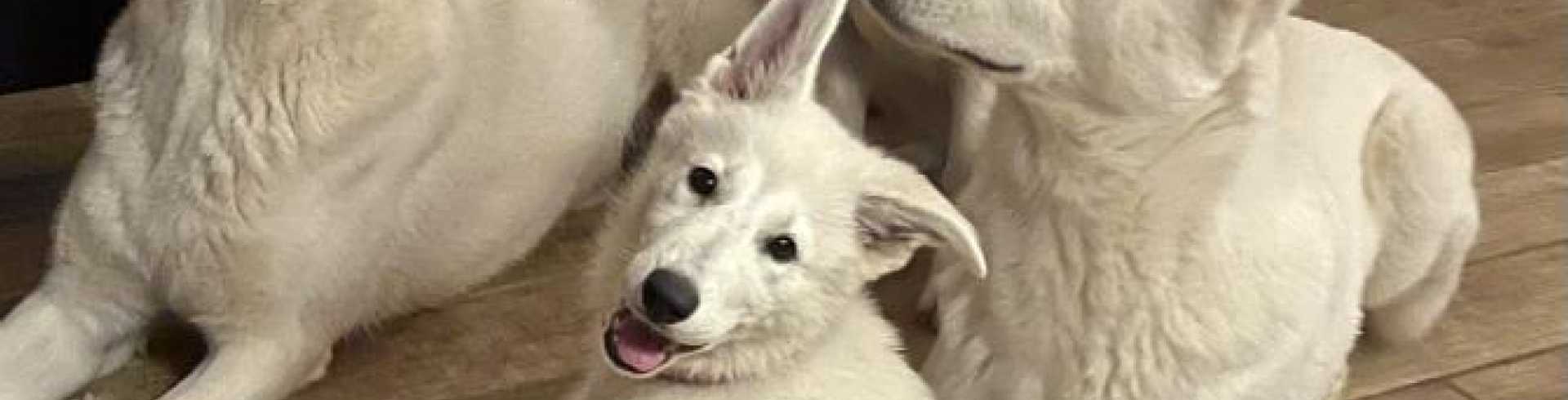 Sunnyside White Swiss Shepherds / Clarksville VA /