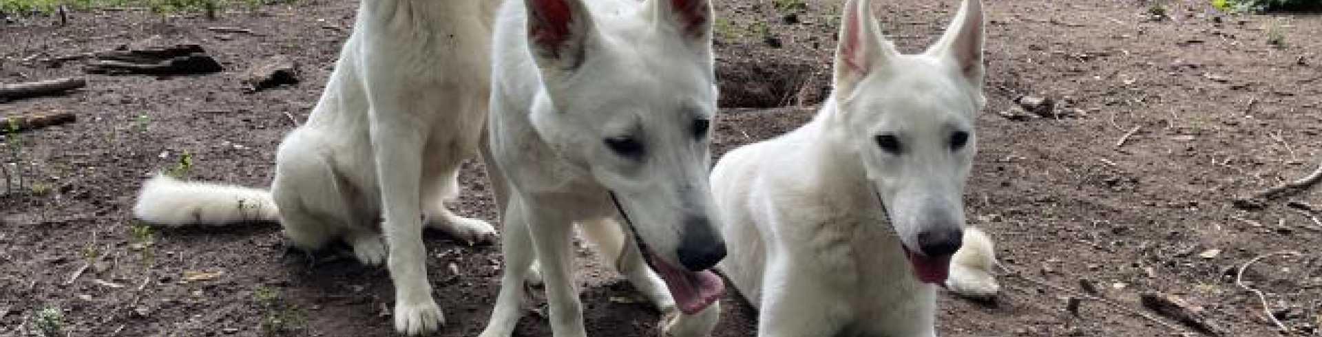 Sunnyside White Swiss Shepherds / Clarksville VA /