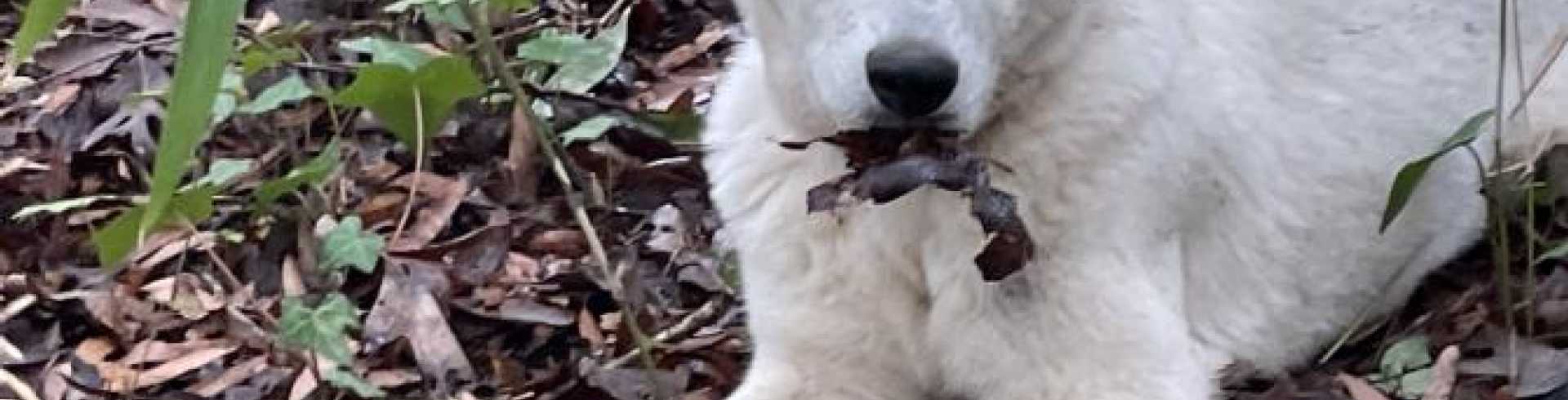 Sunnyside White Swiss Shepherds / Clarksville VA /