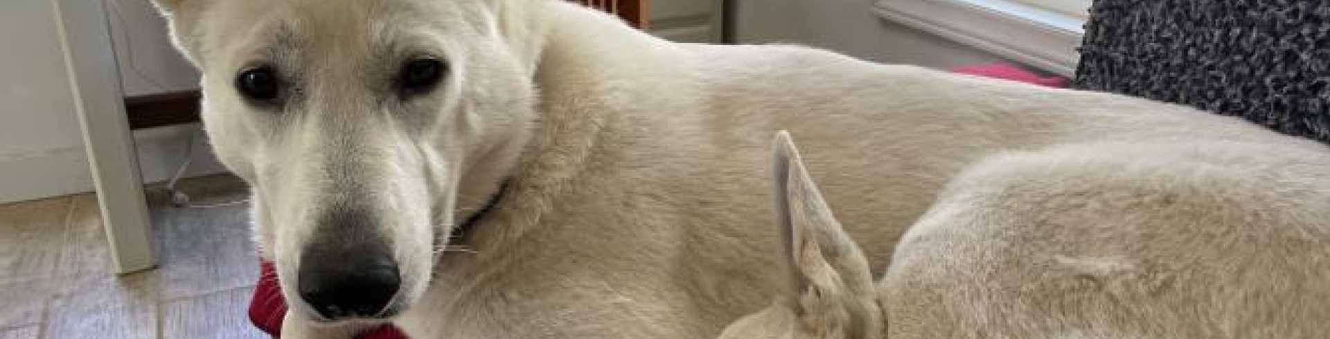 Sunnyside White Swiss Shepherds / Clarksville VA /