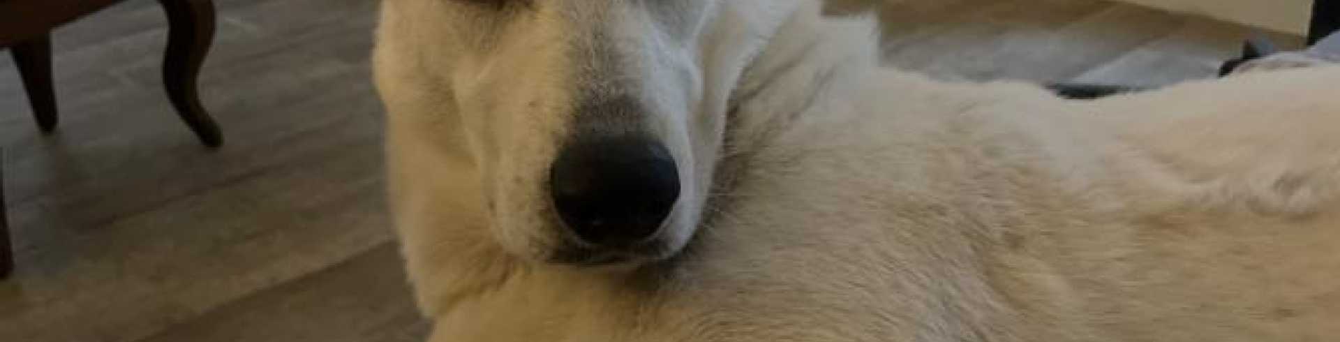 Sunnyside White Swiss Shepherds / Clarksville VA / Female problems