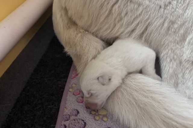 The Sunnyside Sisters Bed and Breakfast / Clarksville VA / Bee Keepers Honey Of Sunnyside FWF’ (Bijke) is here.