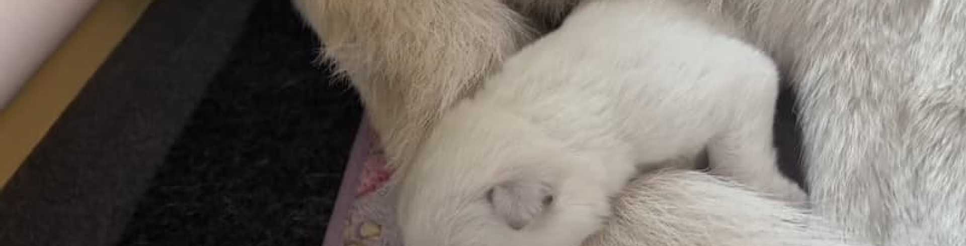 Sunnyside White Swiss Shepherds / Clarksville VA / Bee Keepers Honey Of Sunnyside FWF’ (Bijke) is here.