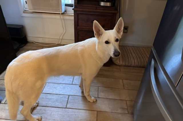 The Sunnyside Sisters Bed and Breakfast / Clarksville VA / Evie's hips and elbows look promising