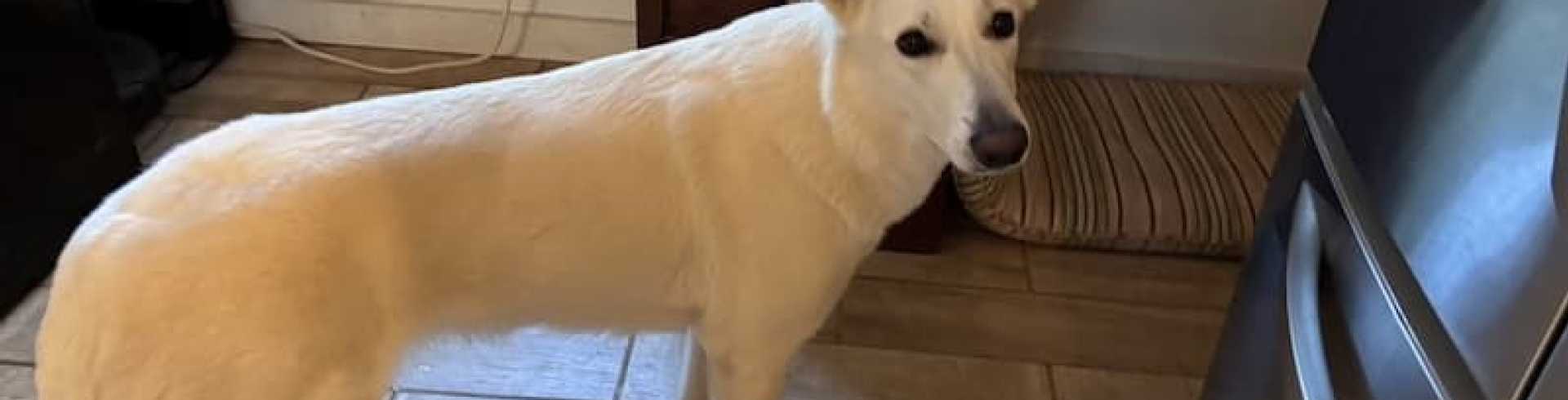 Sunnyside White Swiss Shepherds / Clarksville VA / Evie's hips and elbows look promising