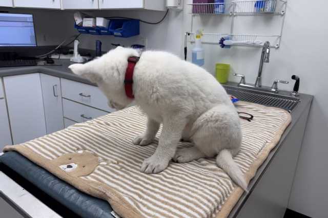 The Sunnyside Sisters Bed and Breakfast / Clarksville VA / First vet visit Sien (Bee Seen Honey - Beehive litter)