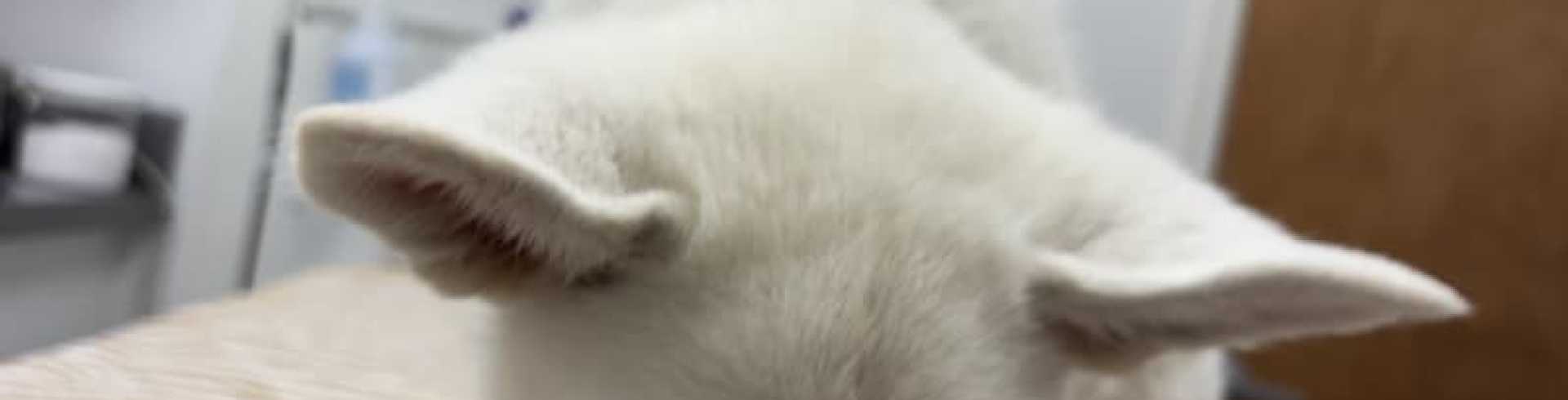 Sunnyside White Swiss Shepherds / Clarksville VA /