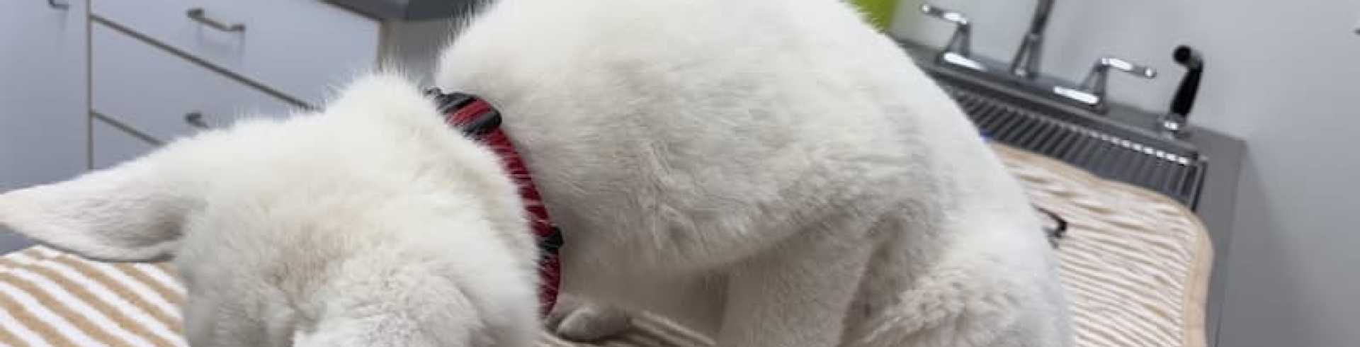 Sunnyside White Swiss Shepherds / Clarksville VA /