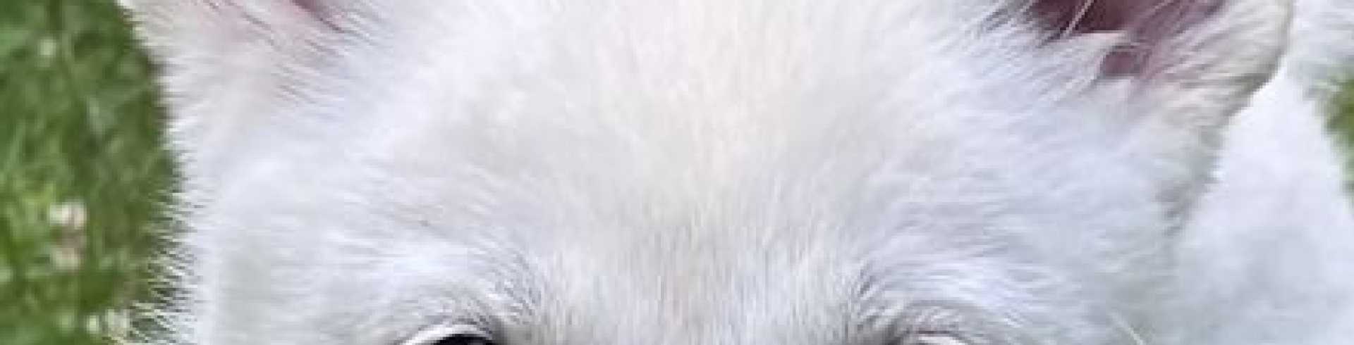 Sunnyside White Swiss Shepherds / Clarksville VA /