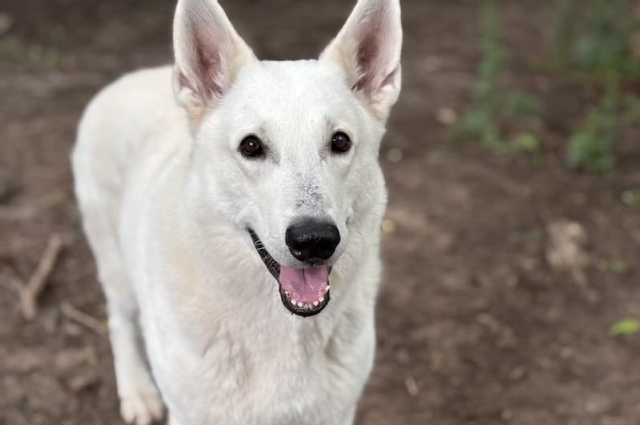 The Sunnyside Sisters Bed and Breakfast / Clarksville VA / Happy 7th birthday Mojo!!!