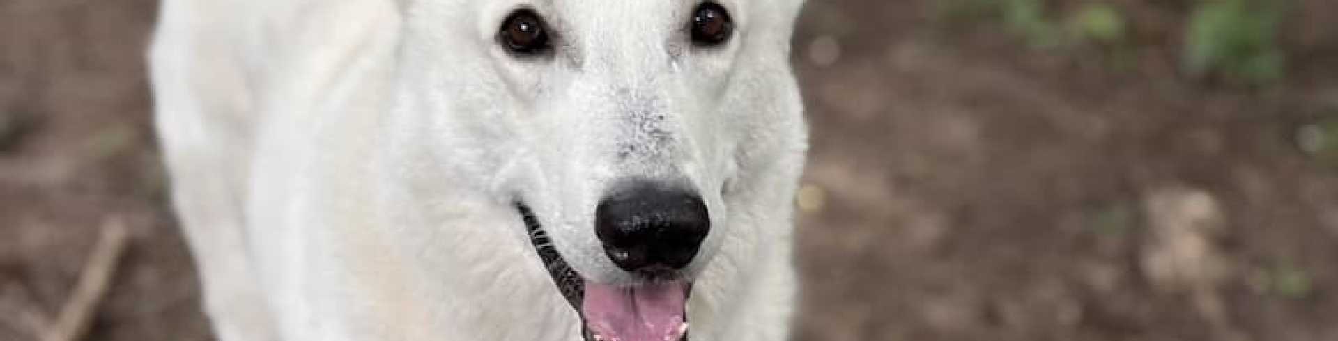 Sunnyside White Swiss Shepherds / Clarksville VA / Happy 7th birthday Mojo!!!