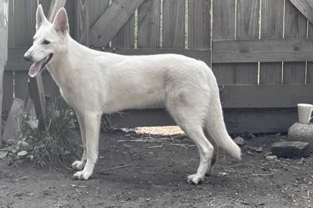 The Sunnyside Sisters Bed and Breakfast / Clarksville VA / Happy 2nd B'day Evie