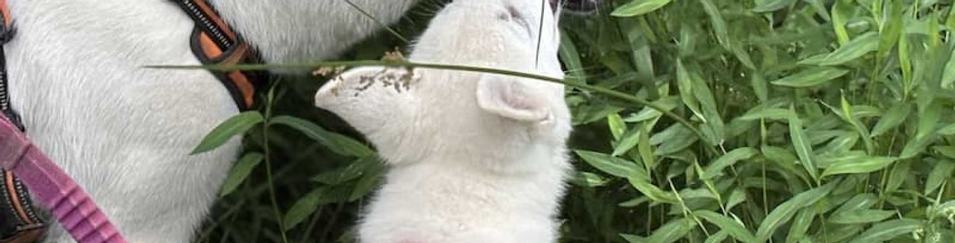 Sunnyside White Swiss Shepherds / Clarksville VA /