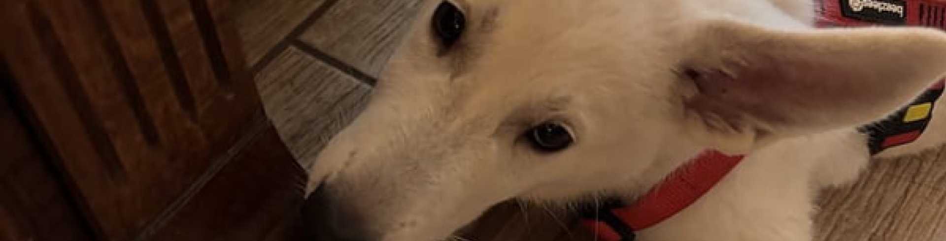 Sunnyside White Swiss Shepherds / Clarksville VA / Puppy troubles: Biting!