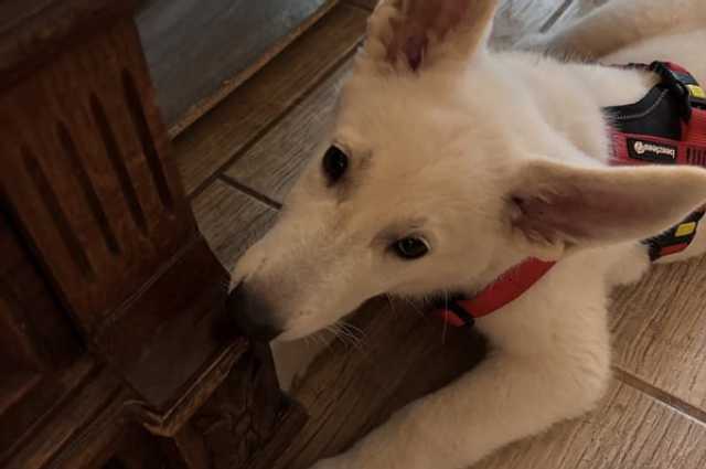 The Sunnyside Sisters Bed and Breakfast / Clarksville VA / Puppy troubles: Biting!