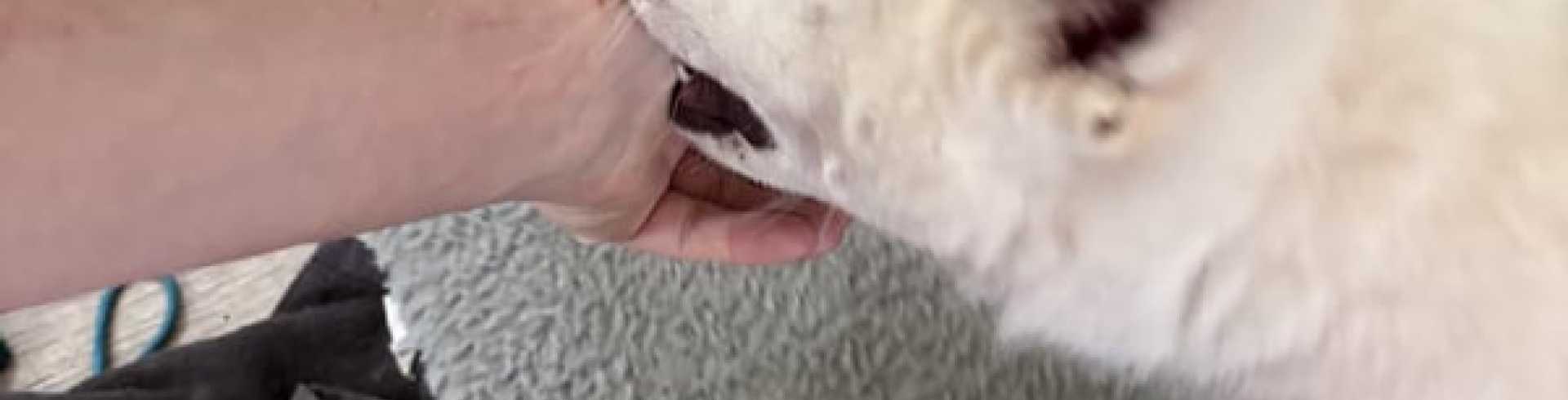 Sunnyside White Swiss Shepherds / Clarksville VA /