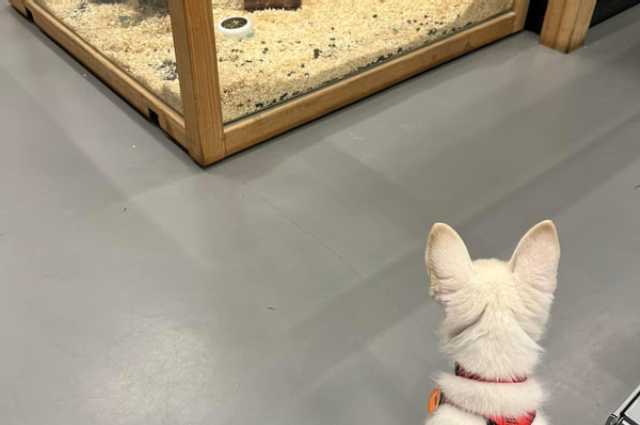 The Sunnyside Sisters Bed and Breakfast / Clarksville VA / Shopping with Evie