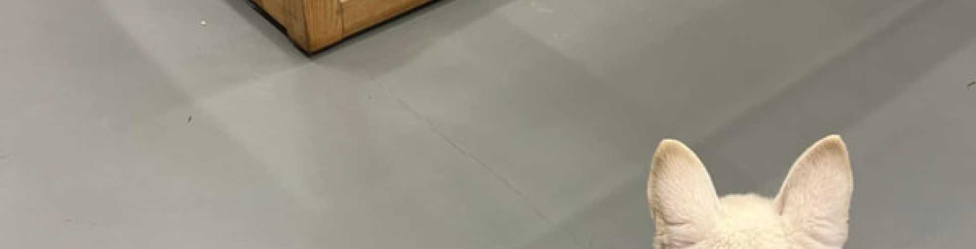 Sunnyside White Swiss Shepherds / Clarksville VA / Shopping with Evie