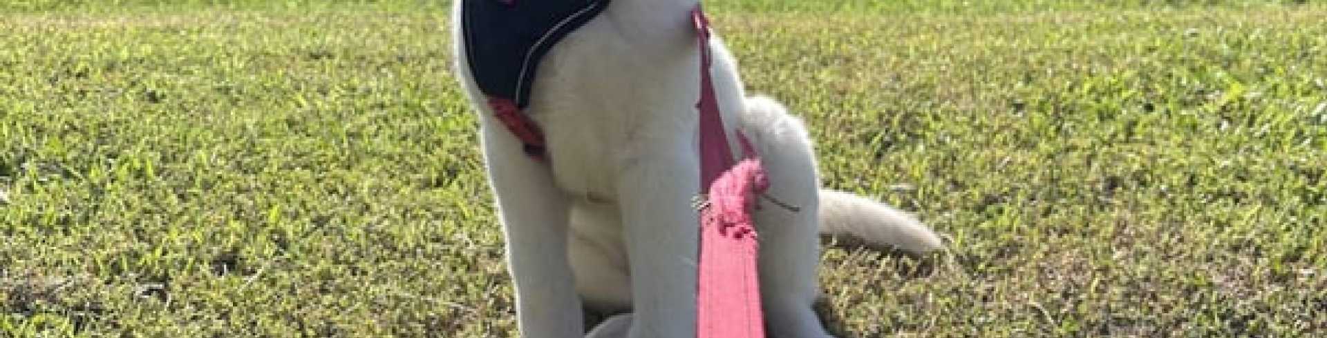 Sunnyside White Swiss Shepherds / Clarksville VA /