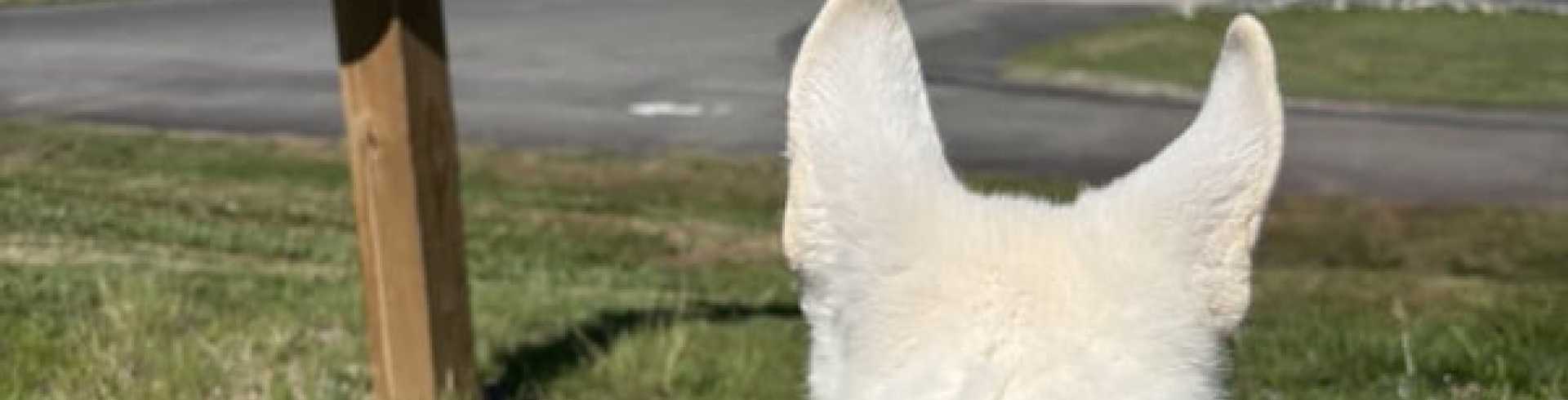 Sunnyside White Swiss Shepherds / Clarksville VA /