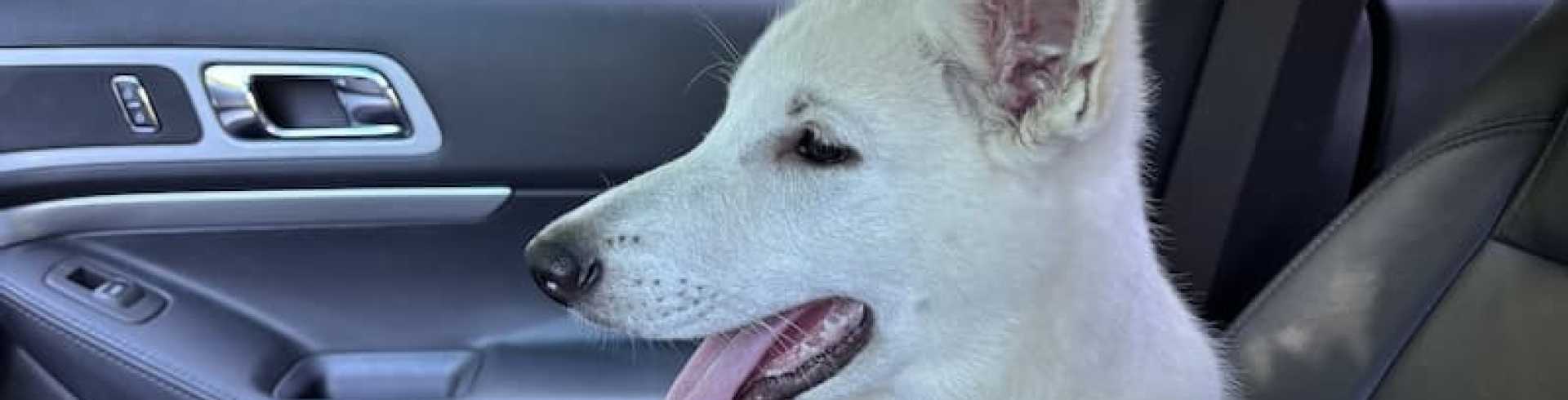 Sunnyside White Swiss Shepherds / Clarksville VA / Busy Bee Seen Honey aka Sien