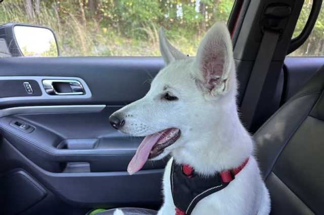 The Sunnyside Sisters Bed and Breakfast / Clarksville VA / Busy Bee Seen Honey aka Sien