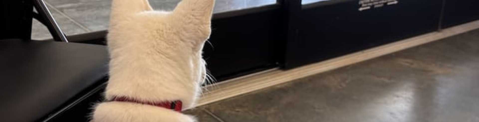 Sunnyside White Swiss Shepherds / Clarksville VA /