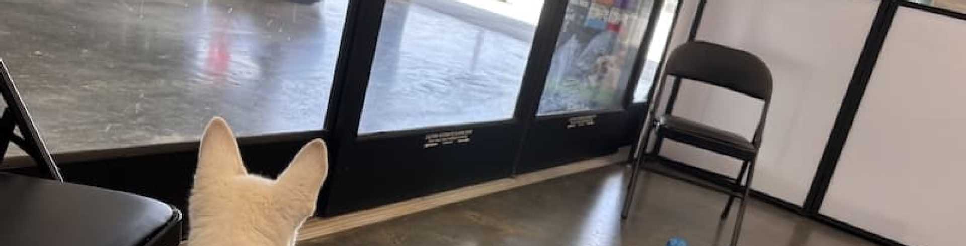 Sunnyside White Swiss Shepherds / Clarksville VA /