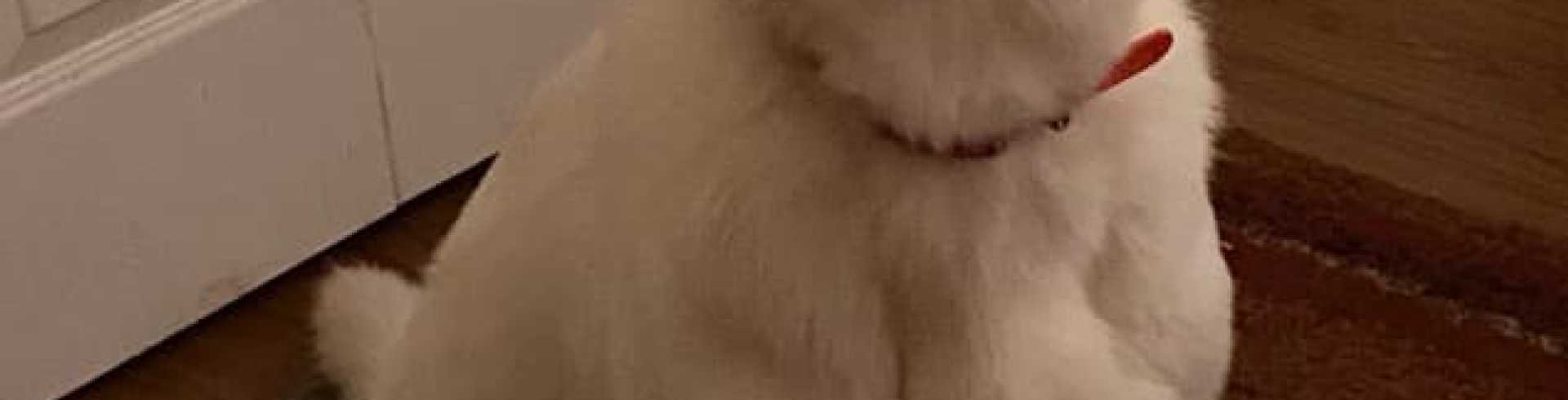 Sunnyside White Swiss Shepherds / Clarksville VA / Happy New Year y'all!!!