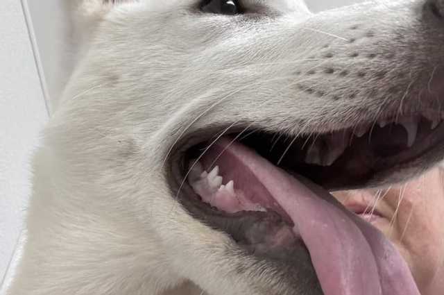 The Sunnyside Sisters Bed and Breakfast / Clarksville VA / Sien now chipped & fully vaccinated!!!