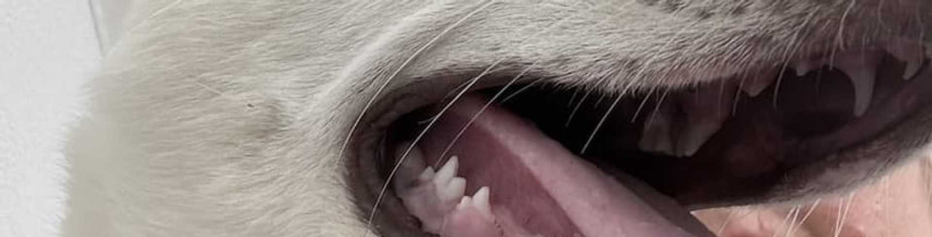 Sunnyside White Swiss Shepherds / Clarksville VA / Sien now chipped & fully vaccinated!!!