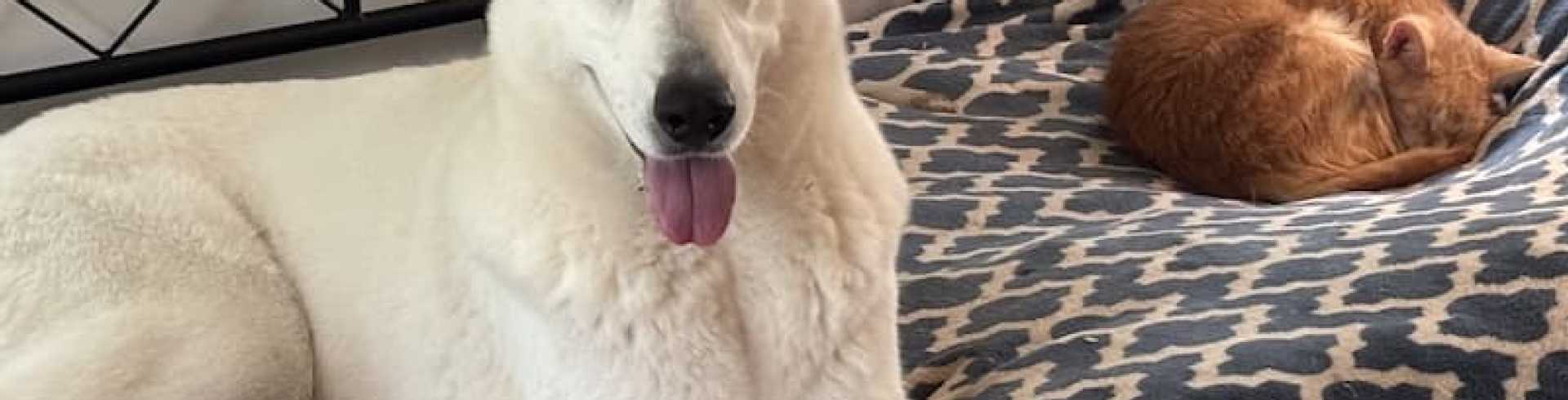 Sunnyside White Swiss Shepherds / Clarksville VA /