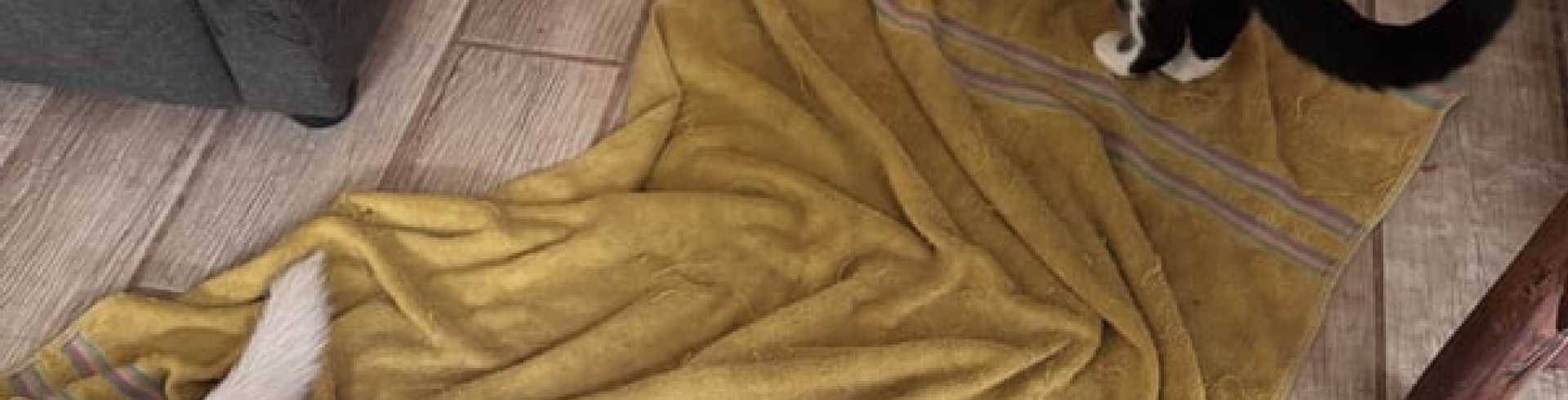 Sunnyside White Swiss Shepherds / Clarksville VA /