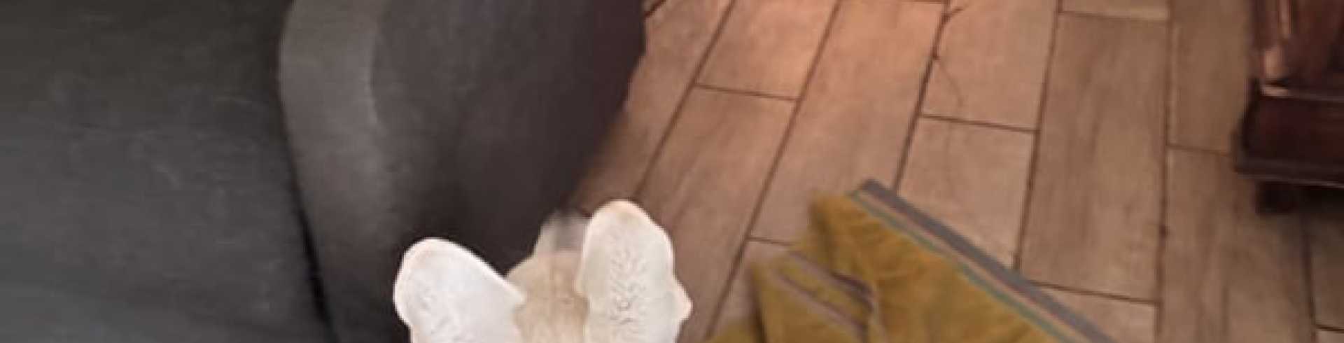 Sunnyside White Swiss Shepherds / Clarksville VA /