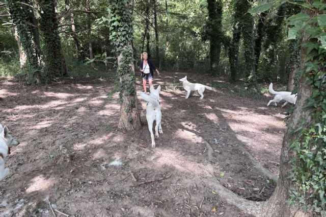 The Sunnyside Sisters Bed and Breakfast / Clarksville VA / Can you meet the pack......and me:-)?