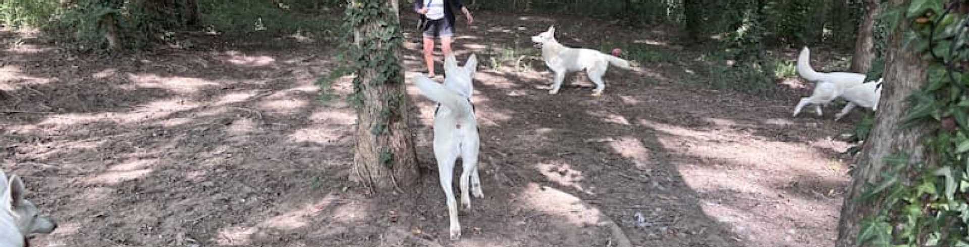 Sunnyside White Swiss Shepherds / Clarksville VA / Can you meet the pack......and me:-)?