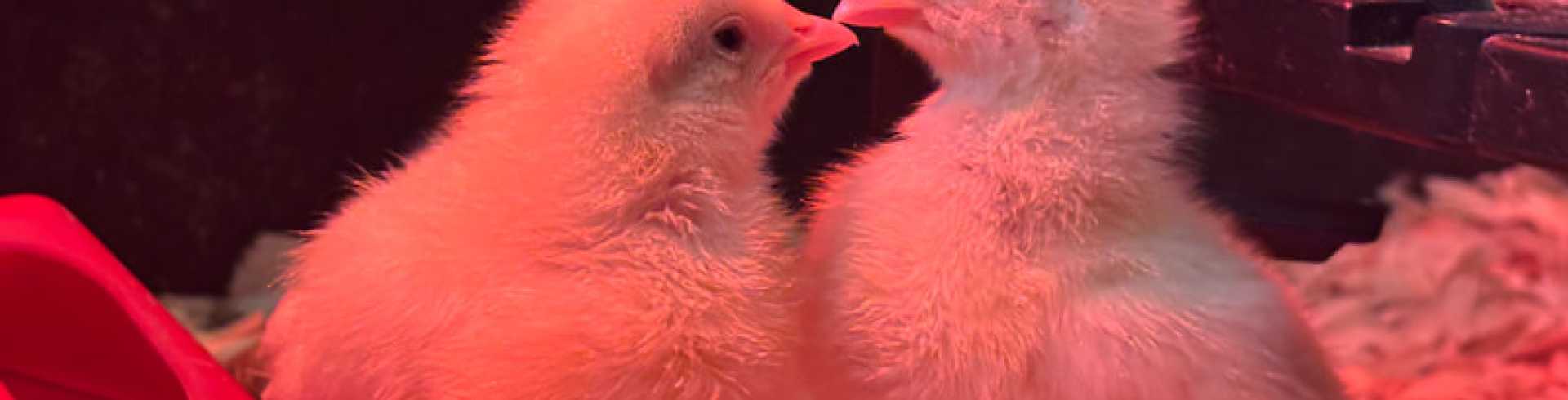 Sunnyside White Swiss Shepherds / Clarksville VA /