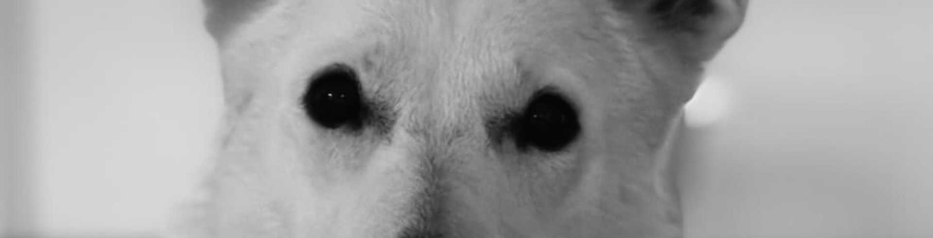 Sunnyside White Swiss Shepherds / Clarksville VA / Happy Bday Sweet Jane