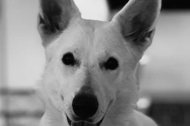 The Sunnyside Sisters Bed and Breakfast / Clarksville VA / Happy Bday Sweet Jane